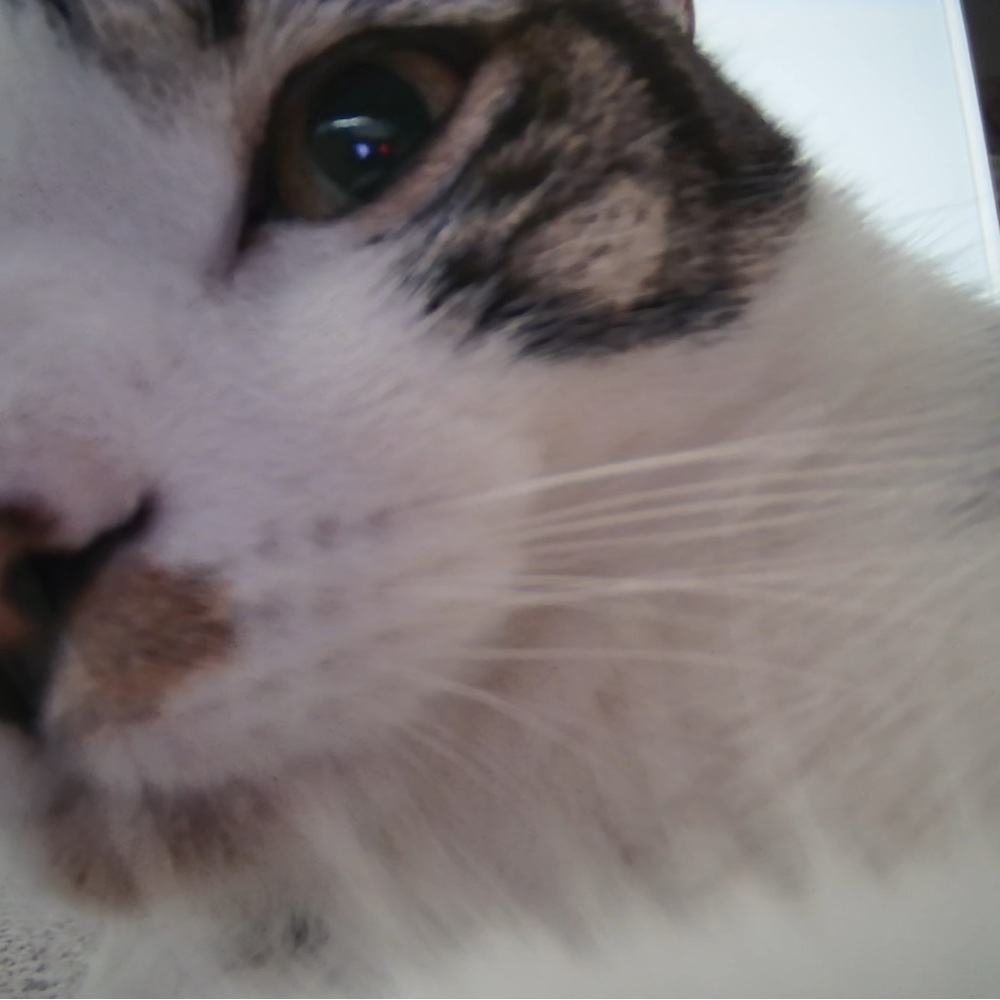 NEW ARRIVALS!!! Unlisted inventory 🐈💖 - Picture 7 of 7